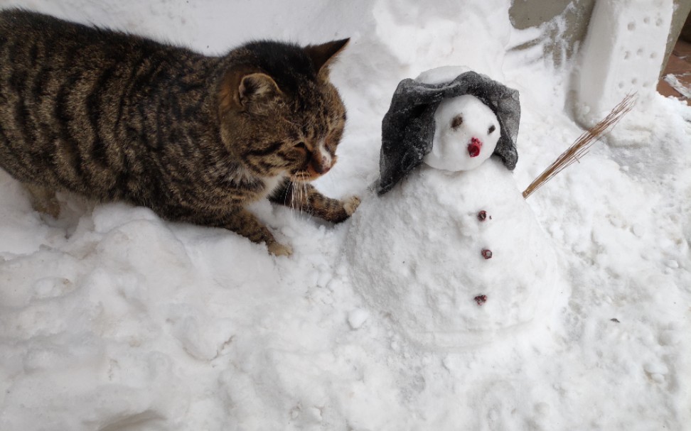 下雪啦~溜猫 赏雪 堆雪人