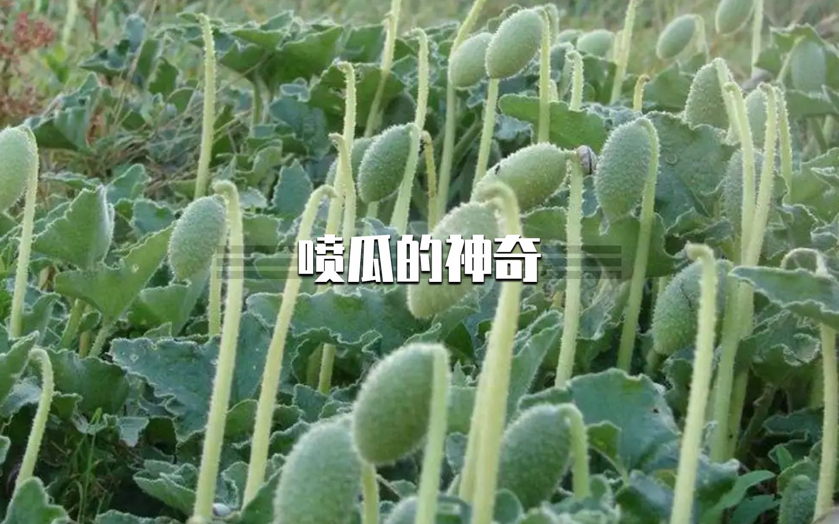 喷瓜到底有多神奇,为什么一碰就喷水!哔哩哔哩bilibili