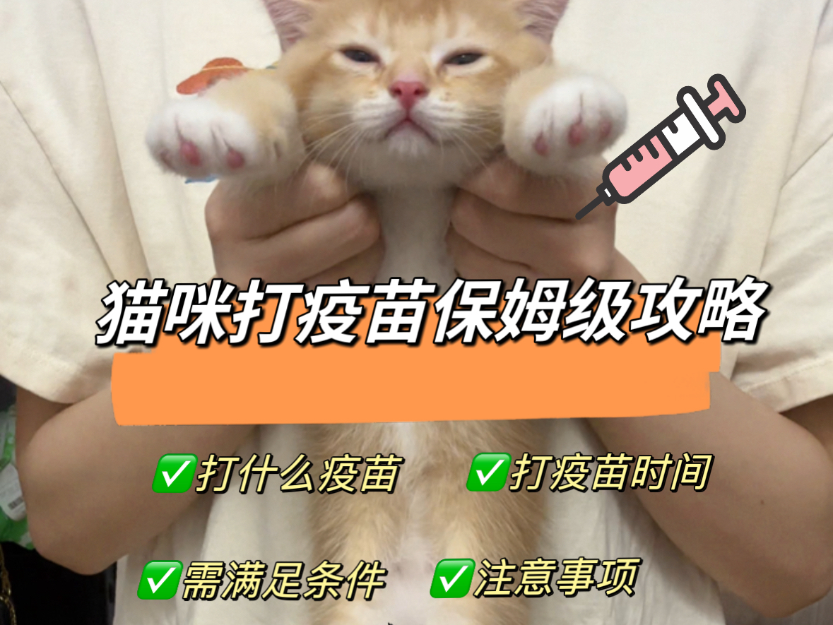 新手必看|猫咪保姆级打疫苗攻略哔哩哔哩bilibili