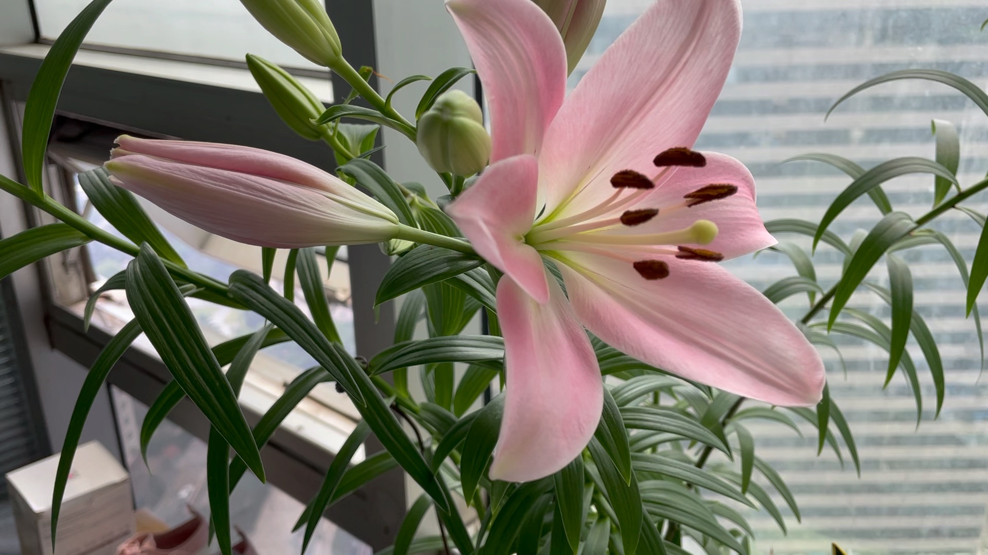 la杂交百合661号tirrenno