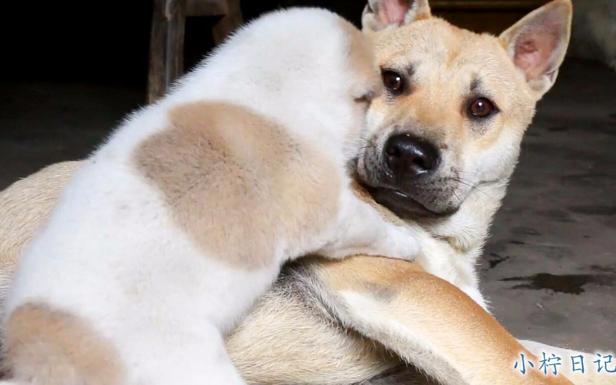 田園犬小奶狗整天跟狗舅舅膩歪一起這是在培養全職奶爸嗎