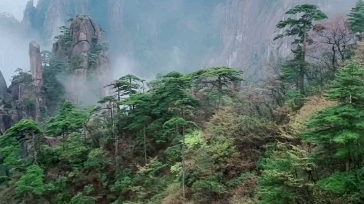 [图]2022年4月22日雨后黄山云雾缭绕风景如画，江西婺源篁岭杜鹃花开了！