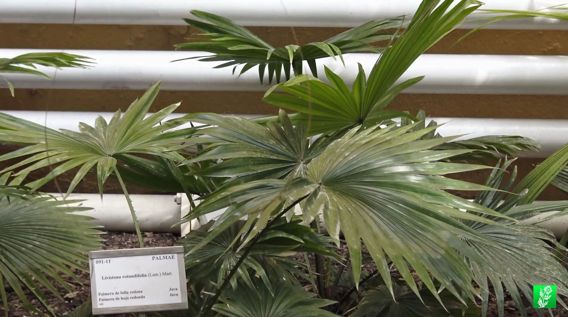 圆叶蒲葵(livistona rotundifolia)