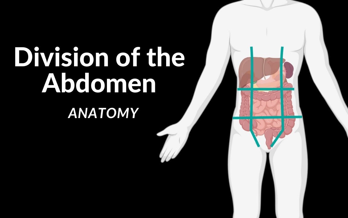 如何划分腹部区域 (9分法)哔哩哔哩bilibili