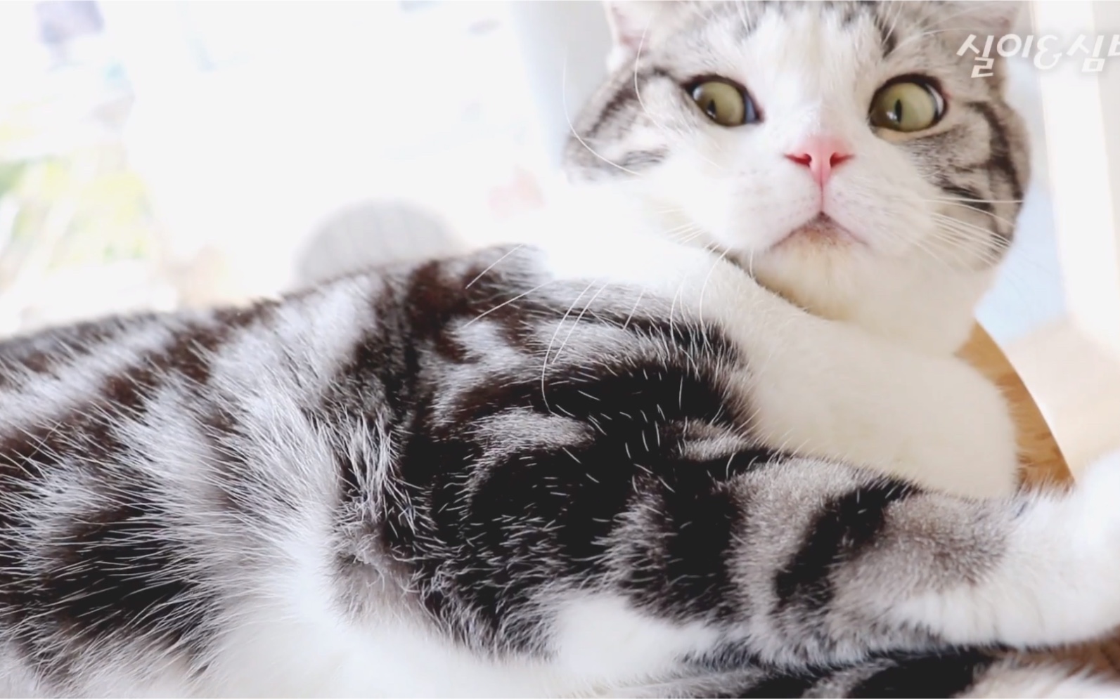 【猫咪辛巴】懒得动弹的辛巴_哔哩哔哩 (゜-゜)つロ 干杯~-bilibili