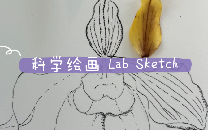 【科学绘画】 Lab Sketch哔哩哔哩bilibili