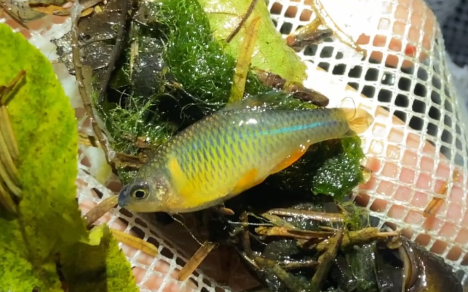 原生鱼野采vlog 激情夜采,解锁蓝吻鳑鲏新点!