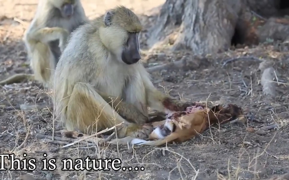狒狒手撕羚羊肉并进食