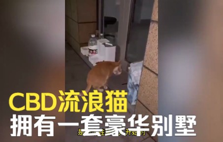 CBD流浪猫拥有一套豪华别墅，网友：猫猫替我实现了别墅梦！