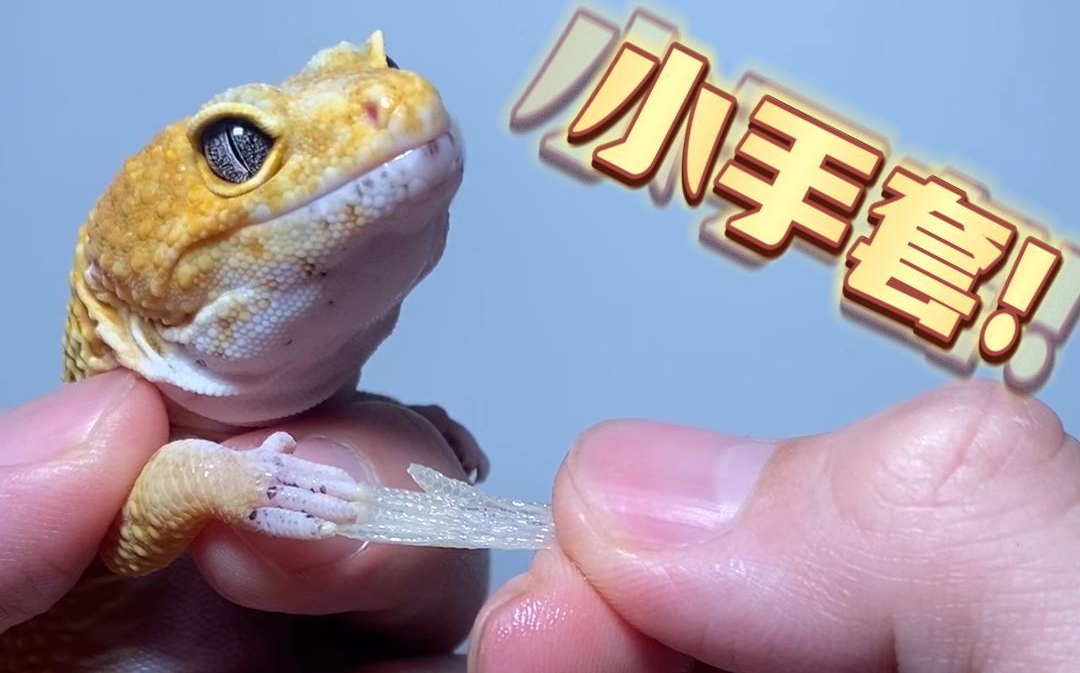 豹纹守宫蜕皮
