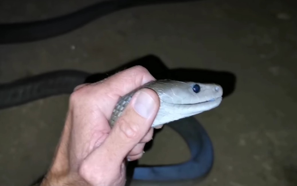 捕蛇专家jason arnold在南非夸祖鲁-纳塔尔省捕获9英尺(2.