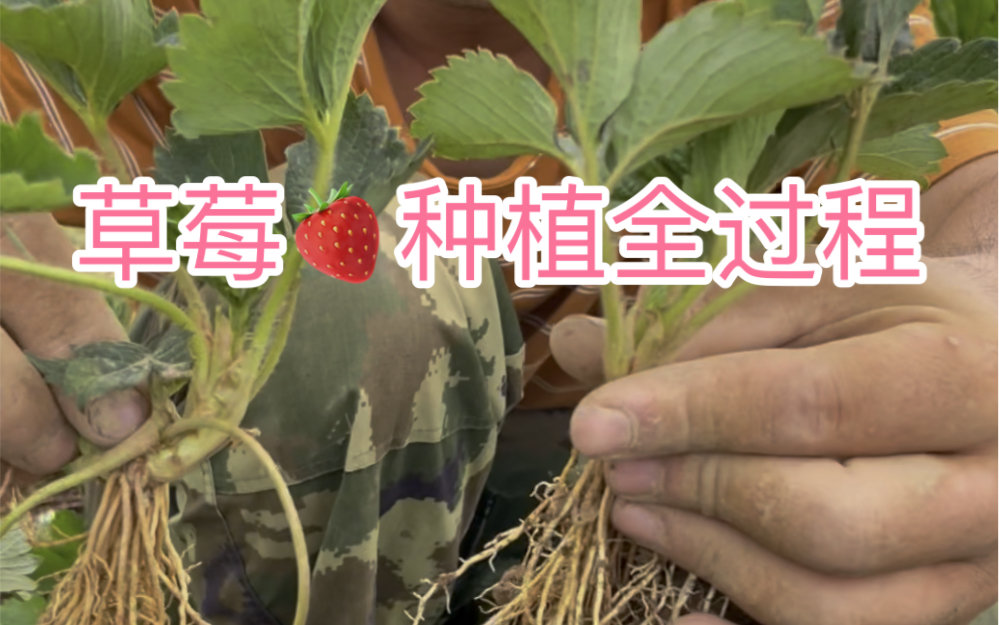 草莓种植全过程哔哩哔哩bilibili