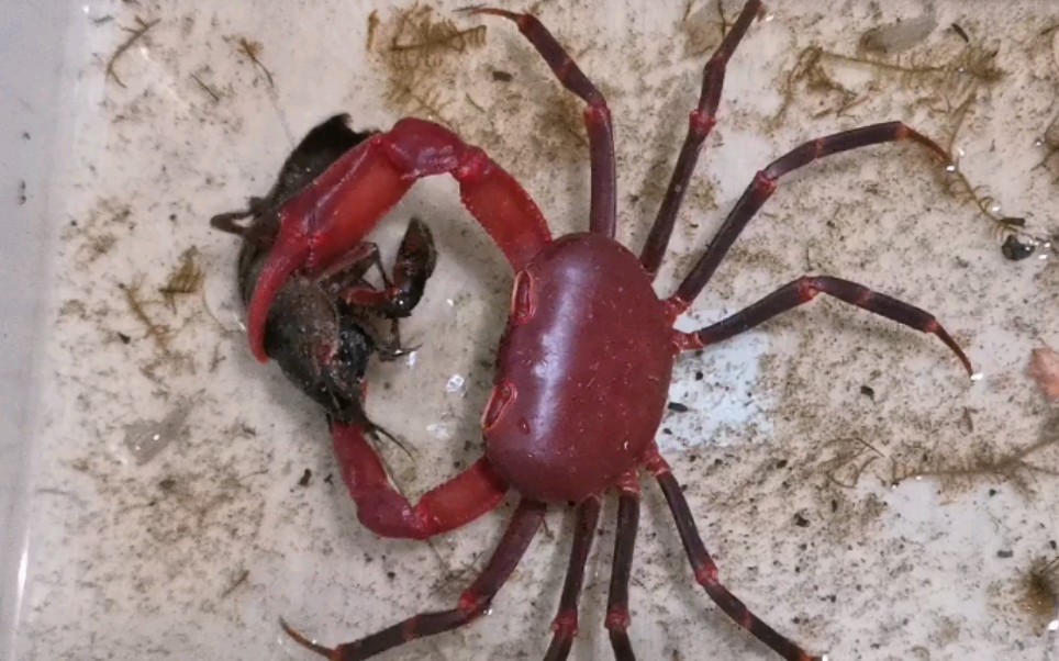 活动  越南内溪蟹秒杀小龙虾