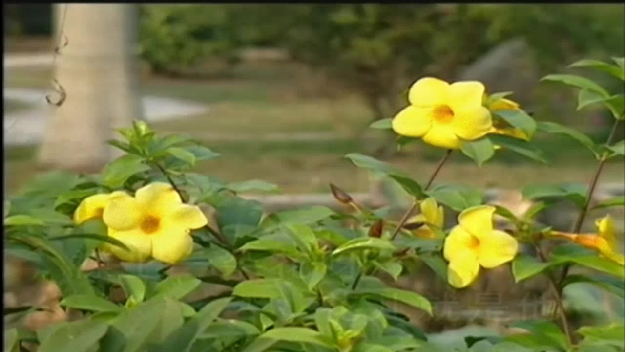 [图]韩宝仪 襟上一朵花 甜歌皇后80年代绝版经典国语怀旧老歌精选流行好歌甜美柔情 花儿就是他 他呀他呀他呀我爱他 爱他有花一般的梦