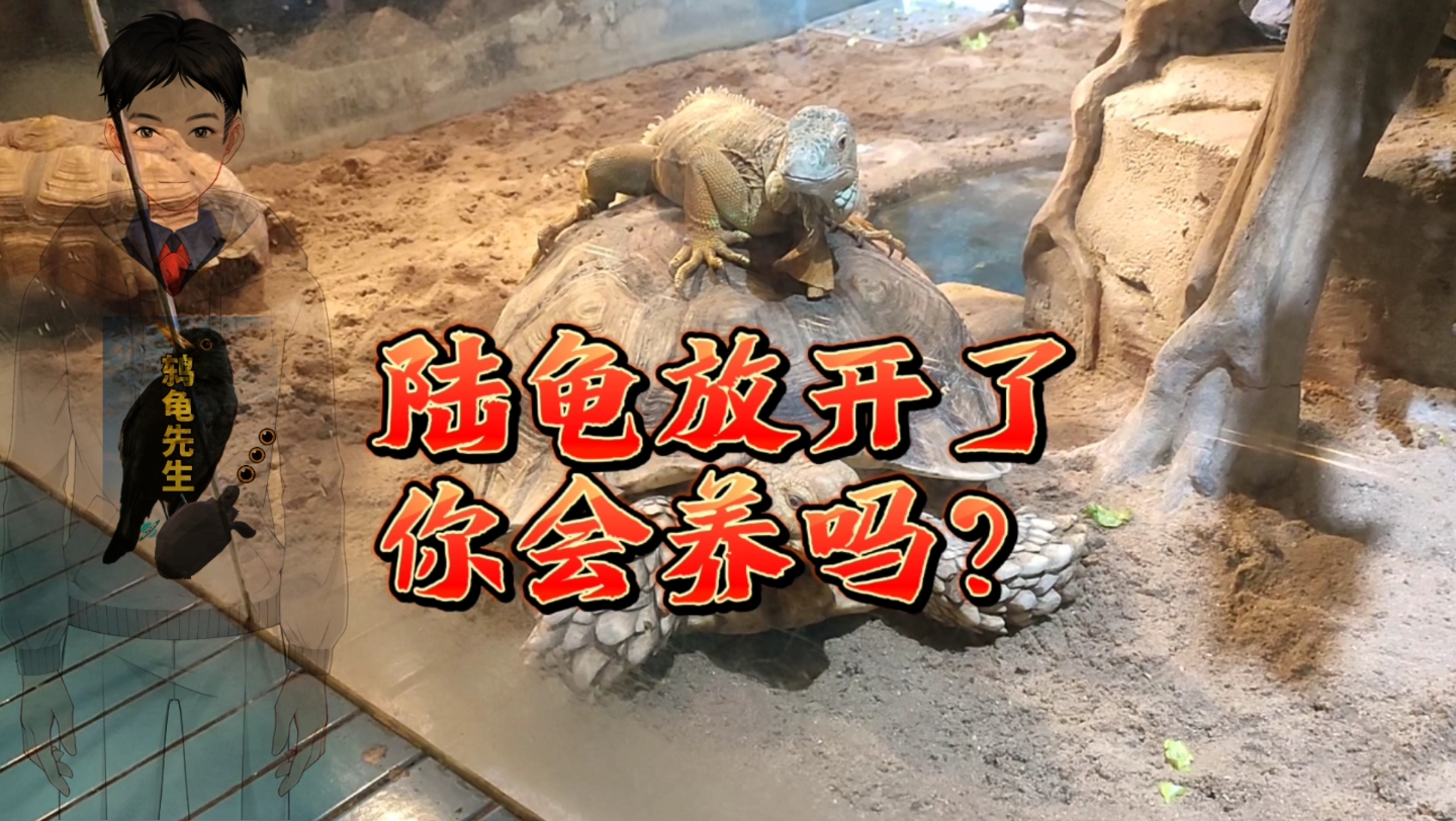 屎臭需要空间大,打理不容易,陆龟不是鸫龟先生的菜,开放也不会养,不养