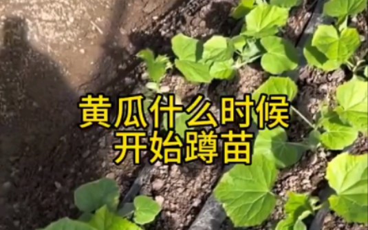 黄瓜何时蹲苗?如何蹲苗?实战种植技术分享!哔哩哔哩bilibili