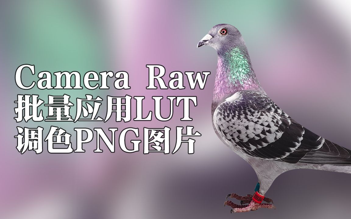 PS给鸽子批量应用Camera raw LUT调色哔哩哔哩bilibili