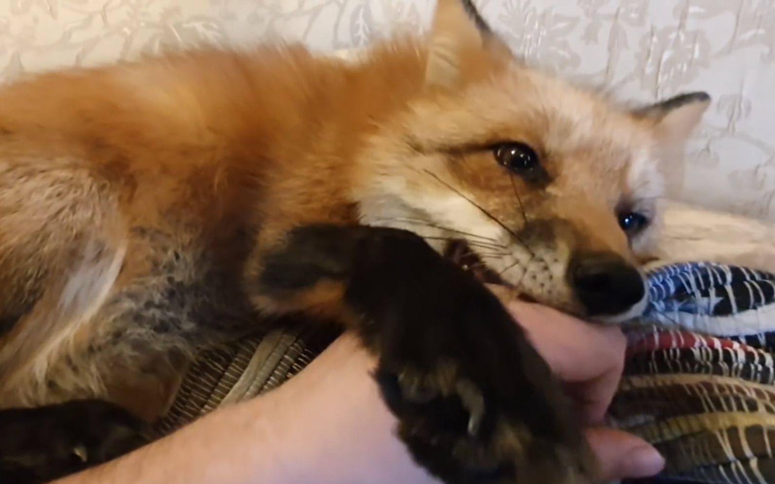 小狐狸咬爪爪_哔哩哔哩_bilibili