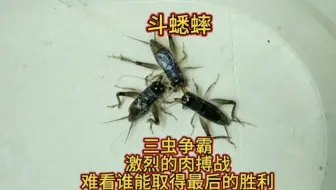 斗蟋蟀，三虫争霸，激烈对抗，来看看谁能取得最后的胜利！