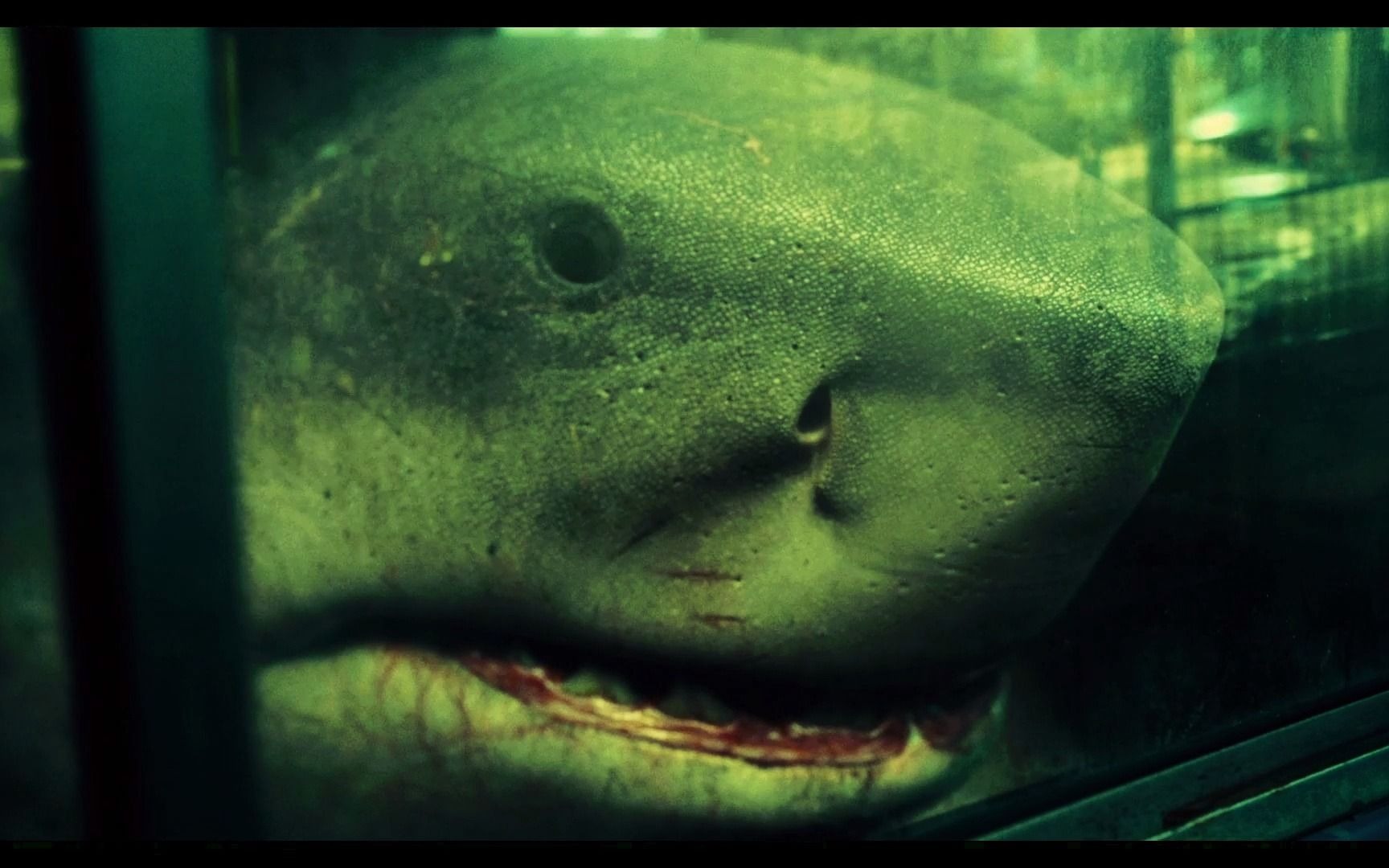 鲨鱼王-可可爱爱的纳纳塞_哔哩哔哩_bilibili