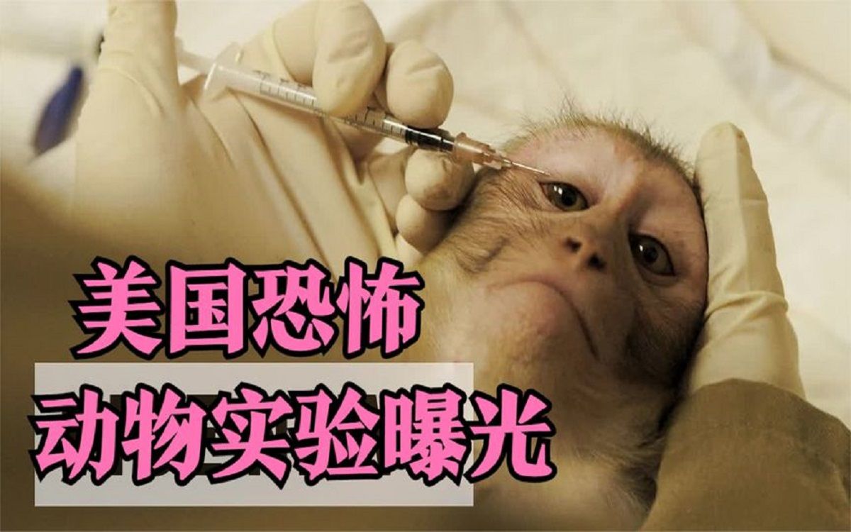 人类会是地球上最残忍的动物吗?看完这个恐怖实验,你自然会知道