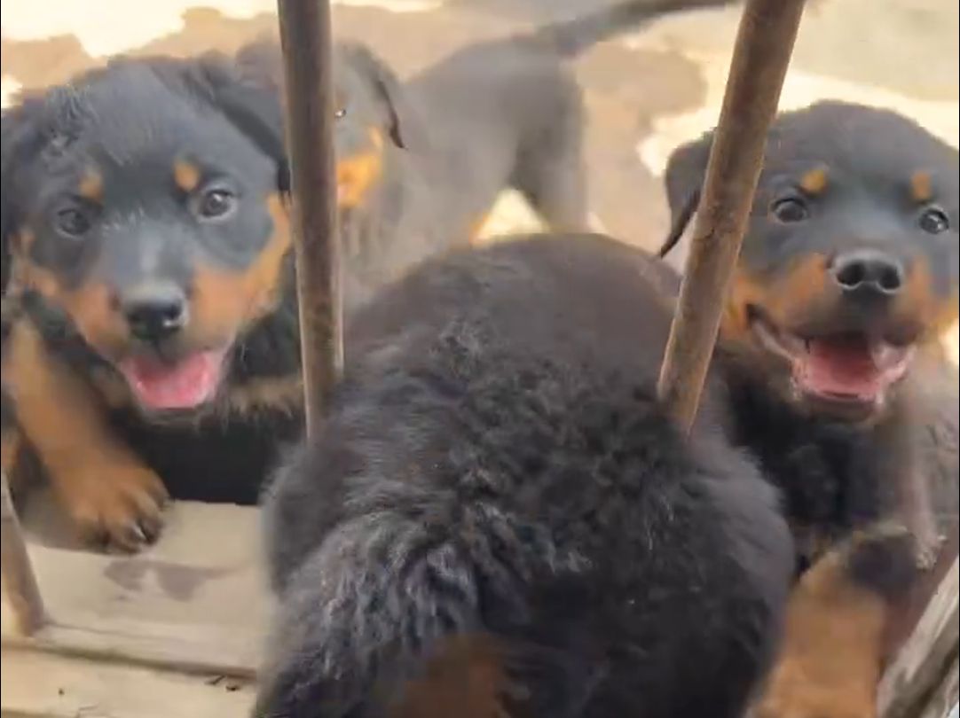 [豫西小丁5.26录播1]:小丁真次撵狗越撵越多,狗仔越发活跃了