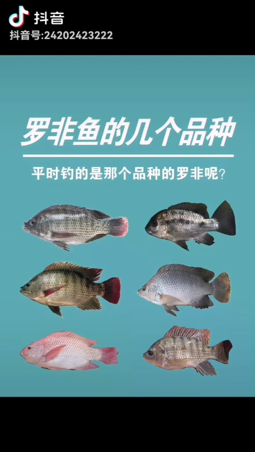平时钓的是那个品种的罗非呢