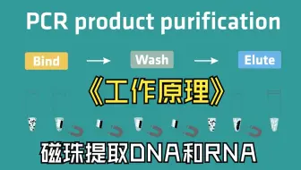 如何使用磁珠提取 DNA 和 RNA ？– 工作原理