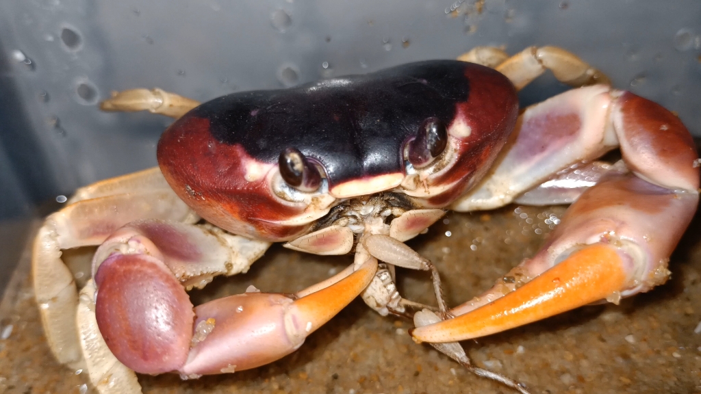 侧身地蟹吞噬蟋蟀