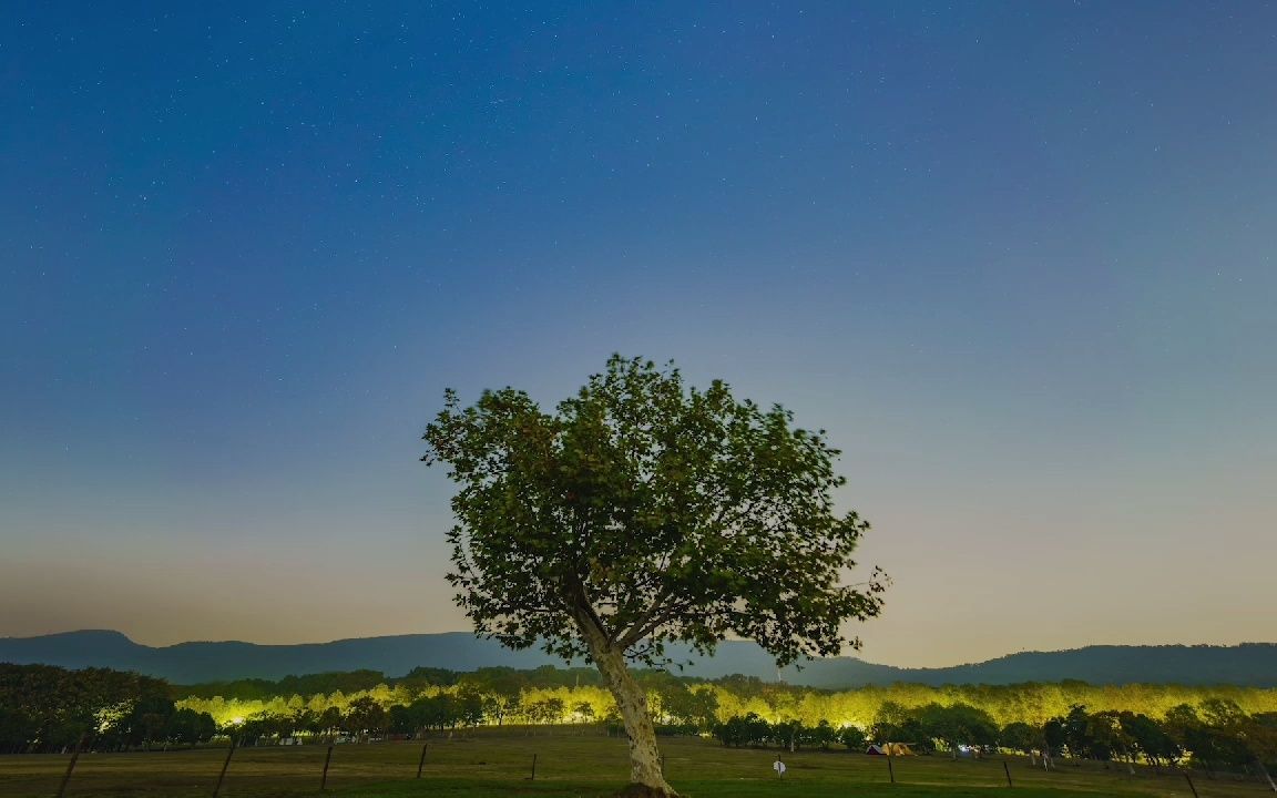 南京钟山风景区孤独的树星轨
