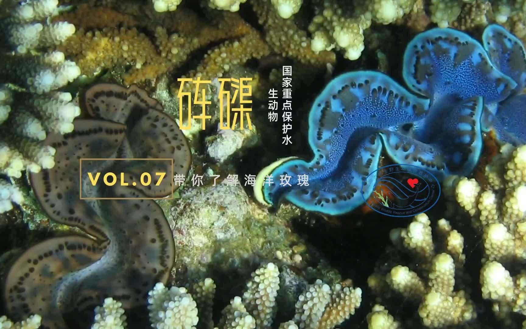 《砗磲》海洋的双壳类软体动物,砗磲