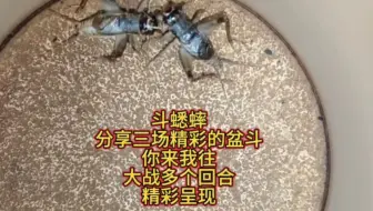 斗蟋蟀，分享三场精彩的盆斗，激烈对抗，没有停歇，干就完了！