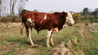 Скачать видео: 湖南牛场花15000买头公牛，为什么会高价买牛？小伙说出实情