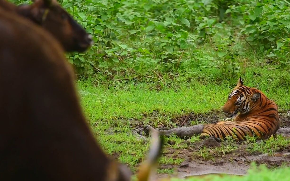 纳加尔霍雷:孟加拉虎与白肢野牛的对视 别急着送 现在还不饿_哔哩哔哩