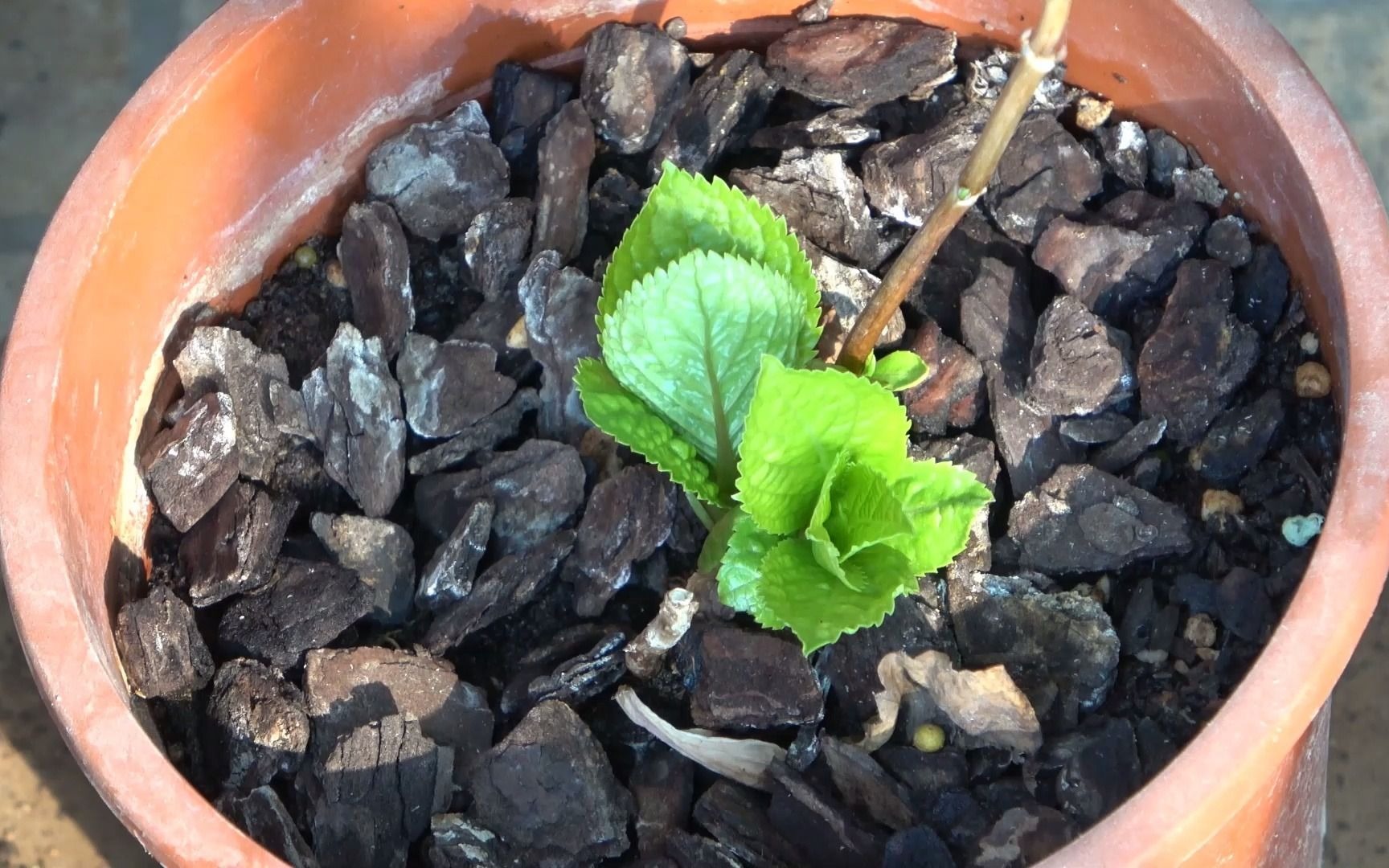 去年扦插的绣球发芽了