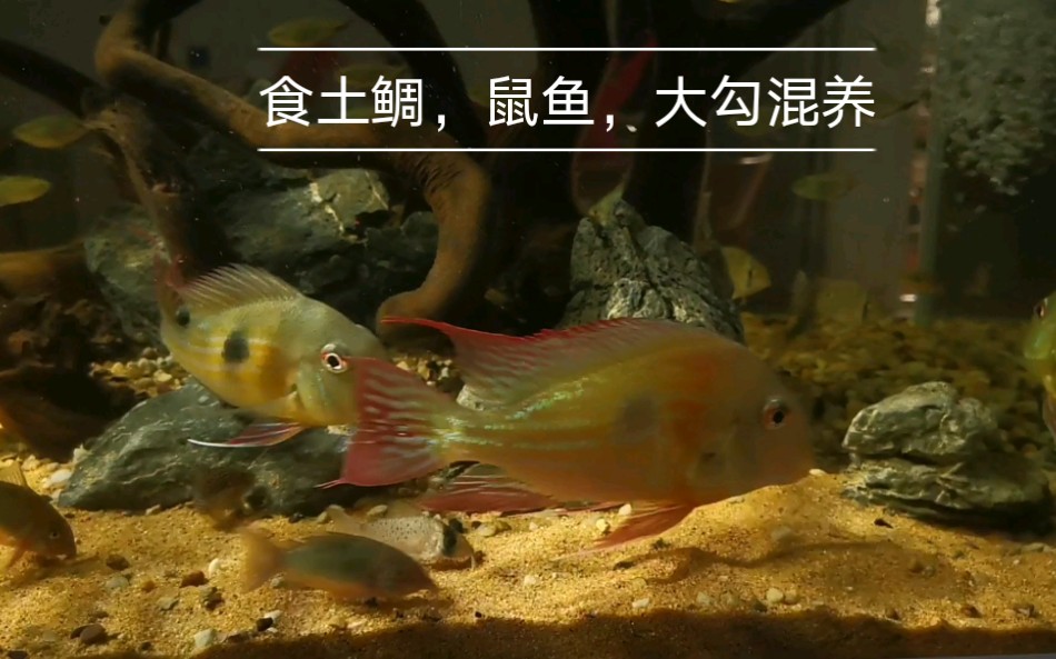 热带鱼 食土鲷,鼠鱼,大勾混养