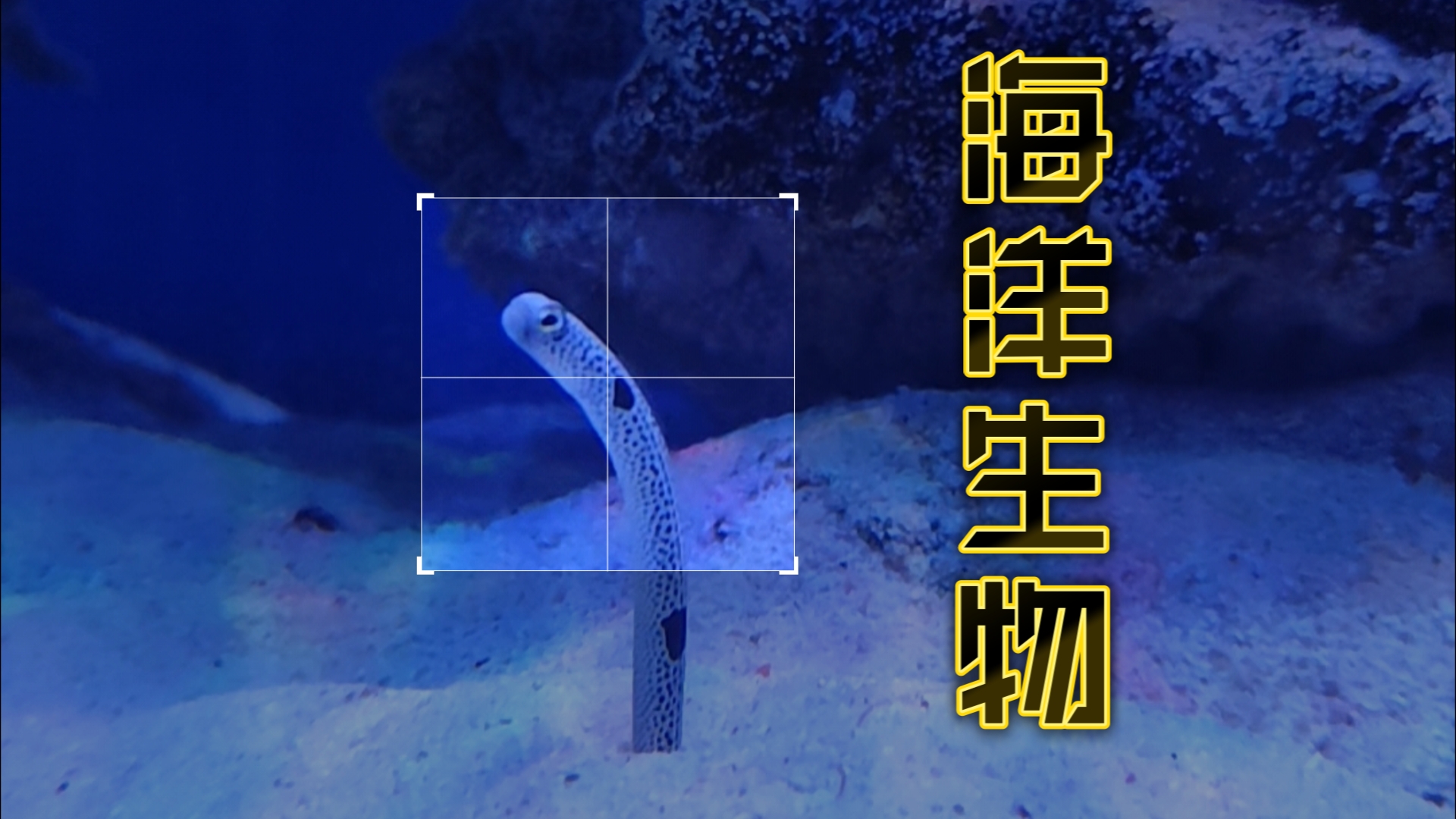 天津海洋博物馆之奇奇怪怪的海洋生物哔哩哔哩bilibili