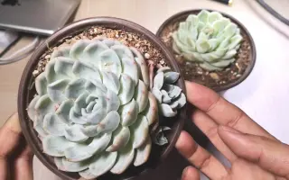 墨西哥雪球 搜索结果 哔哩哔哩 Bilibili