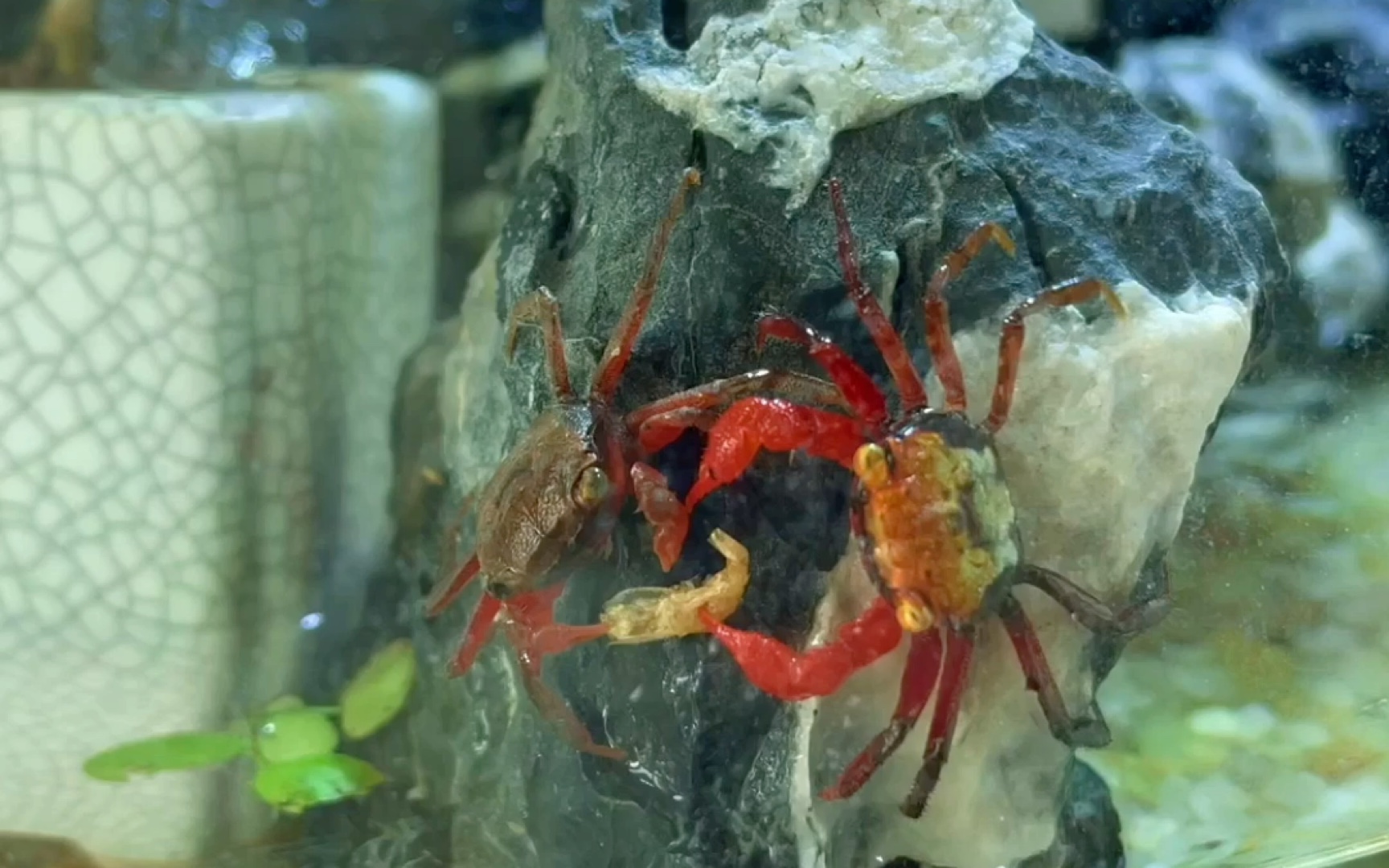 苏拉威西蟹_哔哩哔哩_bilibili