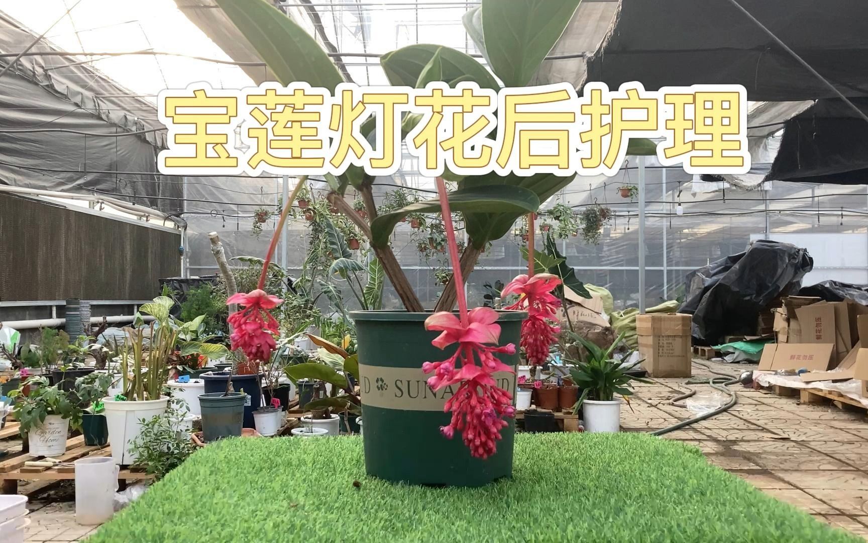 [图]宝莲灯的花后怎么护理？