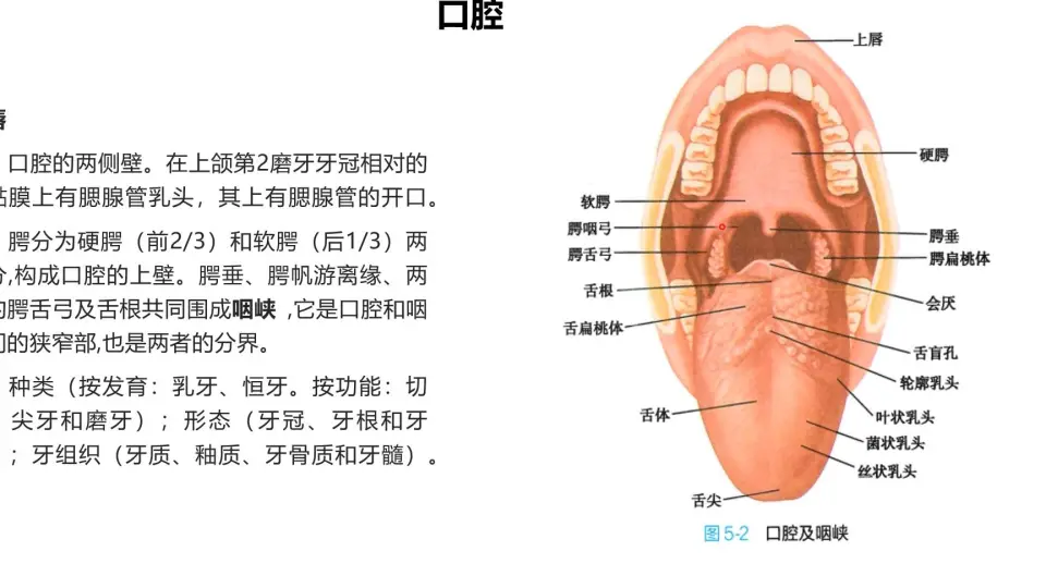 口腔解剖学 - 健康/医学