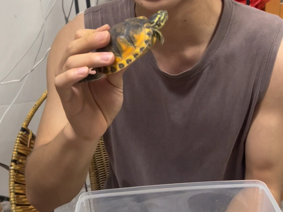 大翅膀火焰龟