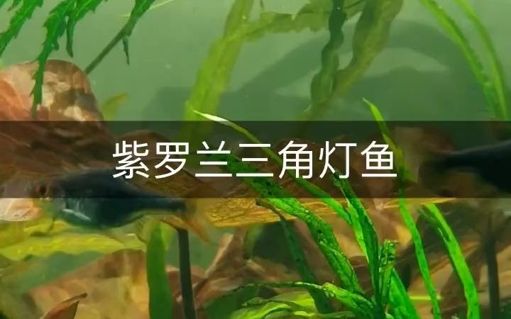 紫罗兰三角灯鱼 观赏鱼哔哩哔哩bilibili