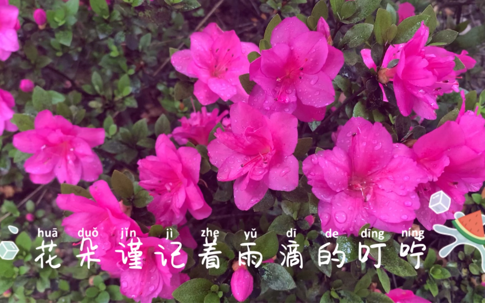 夏天的小雨淅淅沥沥,花朵谨记着雨滴的叮咛哔哩哔哩bilibili