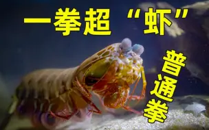 Download Video: 《一拳超虾 ONEPUNCH-SHRIMP》