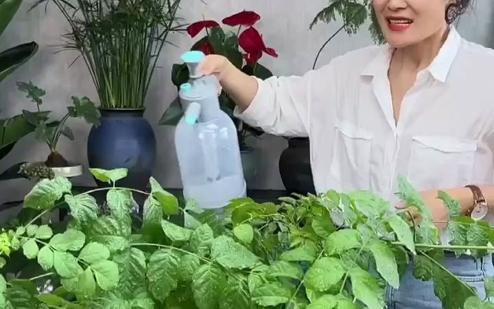 [图]【种植日记】家里的花长了红蜘蛛怎么办