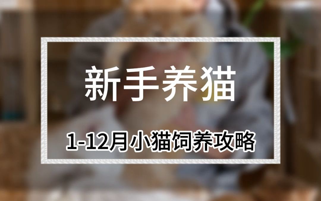 112月小猫饲养攻略!小猫应该如何喂养?(D626)哔哩哔哩bilibili