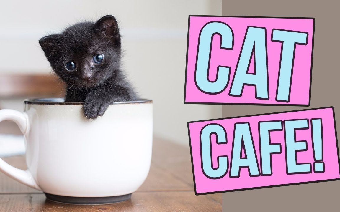 【kitten lady】美国的猫咪咖啡厅是什么样的?