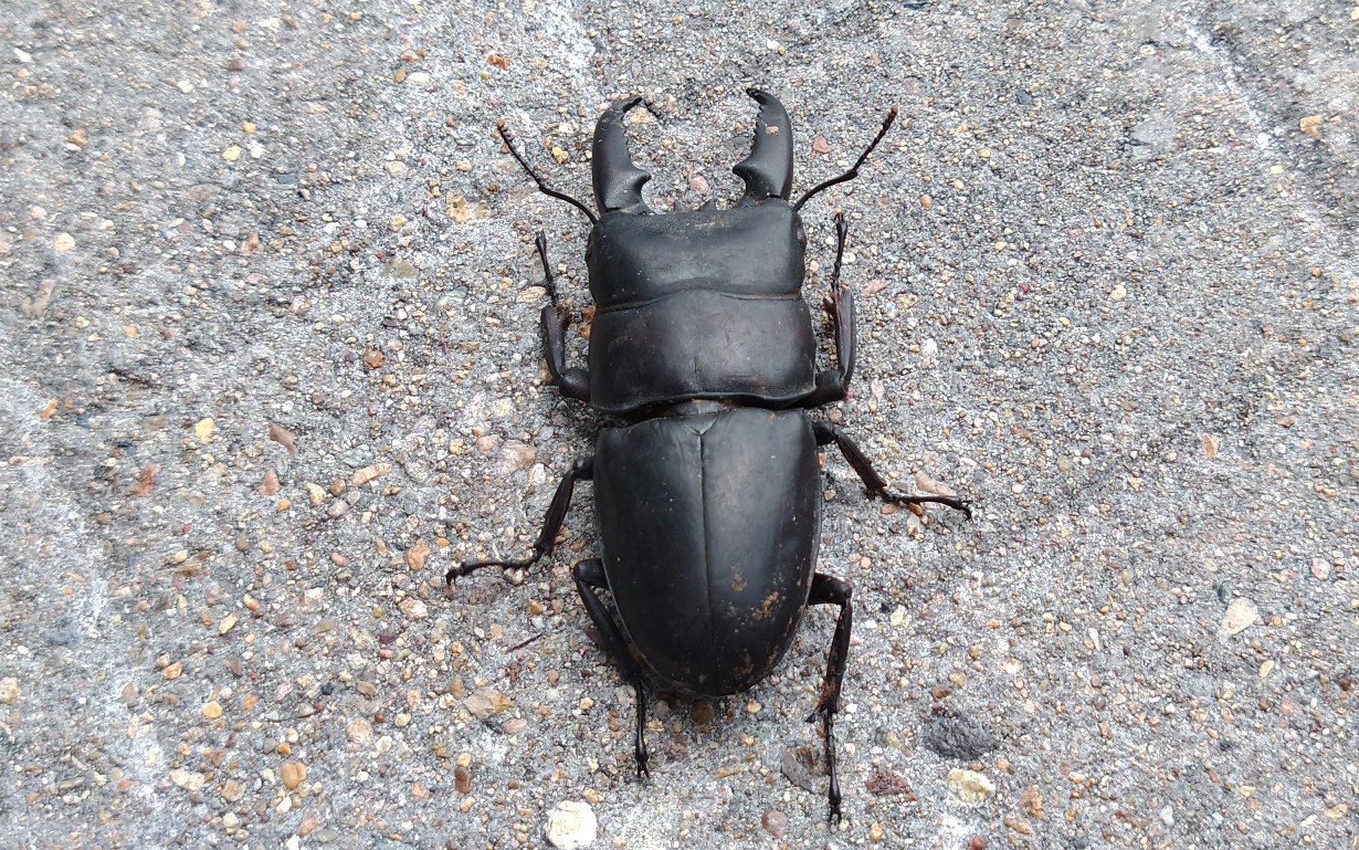 农村常见的甲虫图片