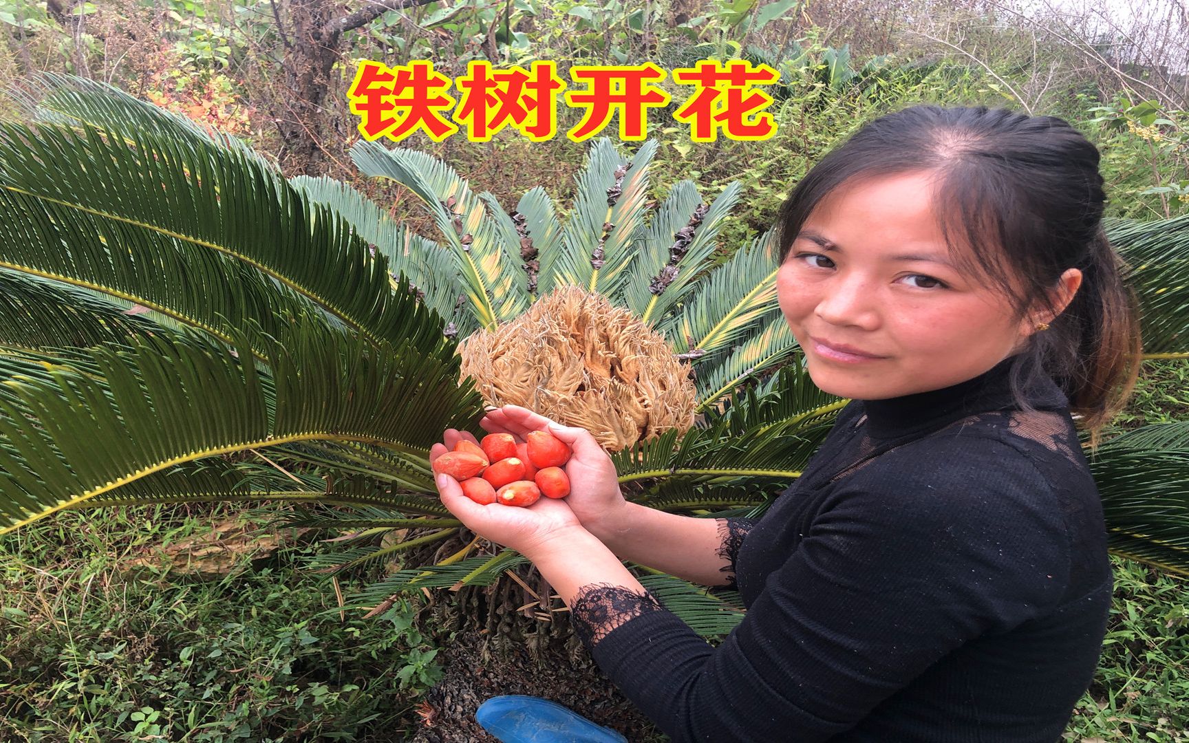 100年难得一见的“铁树开花”,里面还结了不少果实,这果能吃吗哔哩哔哩bilibili